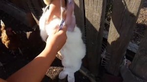 Как зарезать и распотрошить кролика!