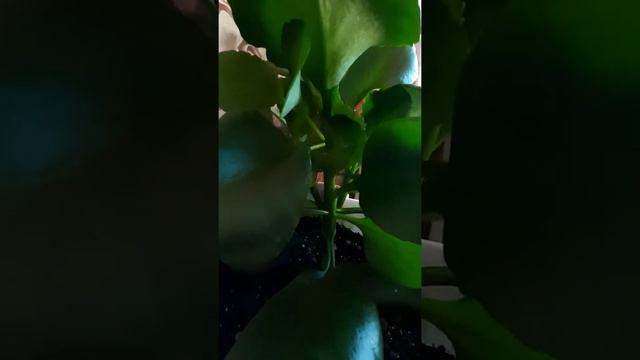 КАЛАНХОЭ, возраст 7 месяцев смотреть онлайн