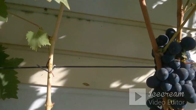 Эстер на 16 сентября 2022 года. смотреть онлайн