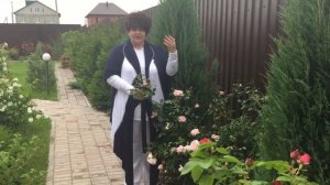 Роза плетистая  «New Dawn»