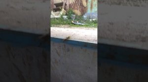 воздушный ручник на газ 3307 3309 66