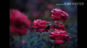 Я Шахьру Рамадан( нашид на чеченском языке)