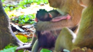 Newly Baby Monkey Getting Full Milk From Mom April.