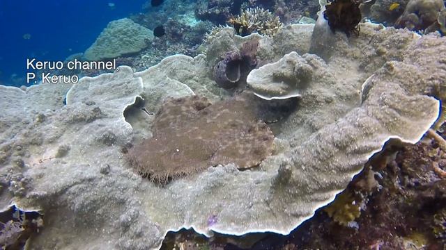 WOBBEGONG смотреть онлайн