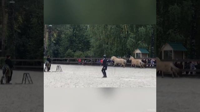 Nina Prince and her cute fjord horses. смотреть онлайн