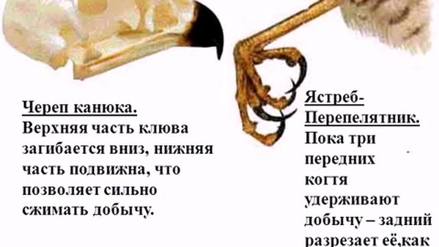 Внешнее строение птиц смотреть онлайн