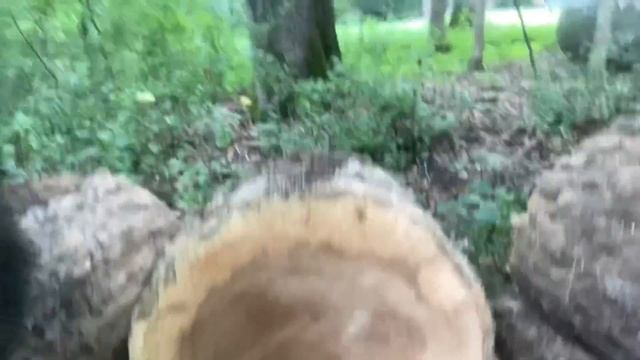 Fighting Bees and Felling Trees смотреть онлайн