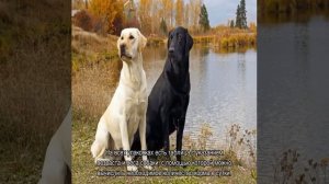 Чем кормить лабрадора в домашних условиях