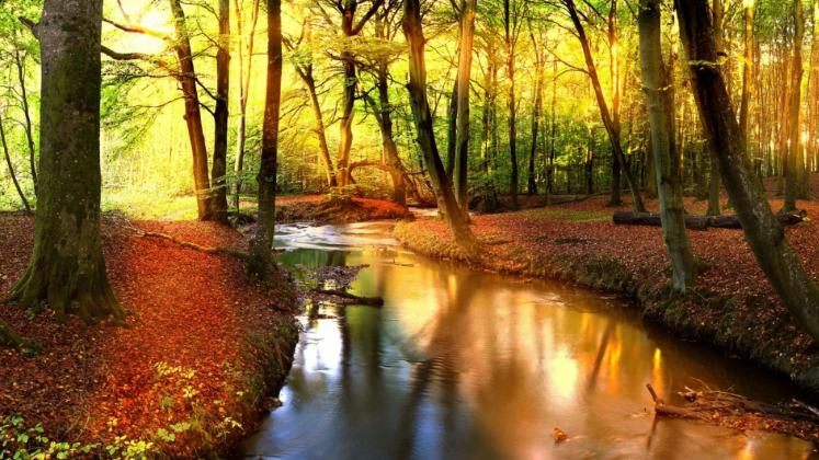 Осенний пейзаж лесного ручья, щебетание маленьких птиц ✦ Успокаивающие Звуки ✦ Relax Sleep смотреть онлайн