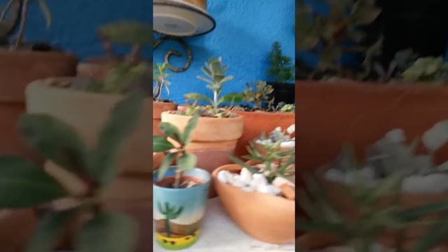 My billbergia's are flowering. смотреть онлайн