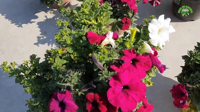 ये काम कर दो पिटूनिया में फूल संभाल नहीं पाओगे / Petunia Plant Care Every Gardener Should Know смотреть онлайн