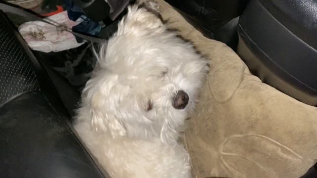 Влог: Вы обалдеете как изменился зверопапа!