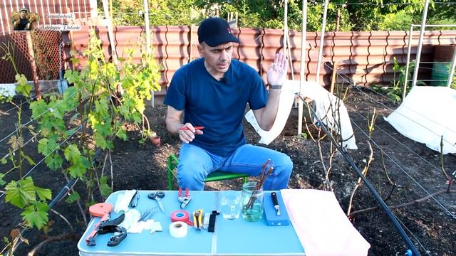 Прививка винограда - секреты и тонкости! смотреть онлайн