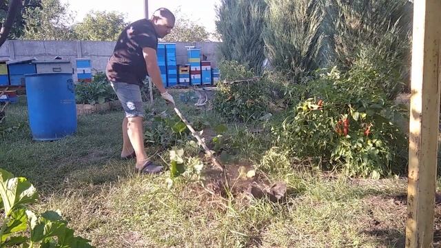 Грядка Хольцера урожай ,,, ОПАСНАЯ БОЛЕЗНЬ огурцов ,,МОЗАЙКА ,, смотреть онлайн