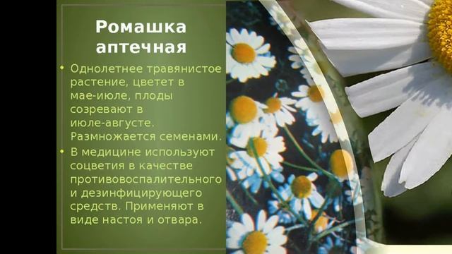 НАРОДНАЯ МЕДИЦИНА С РОМАШКОЙ!!!! смотреть онлайн