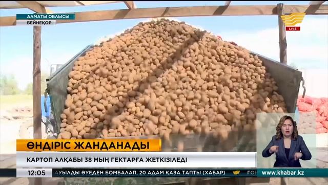 Алматы облысында картоп алқабы 38 мың гектарға жеткізіледі смотреть онлайн