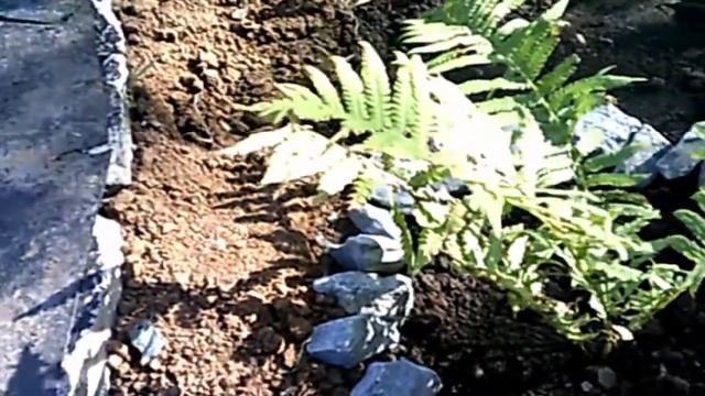 Пруд на участке, привезли плёнку винилит, посадил папоротник (лето 2017) смотреть онлайн