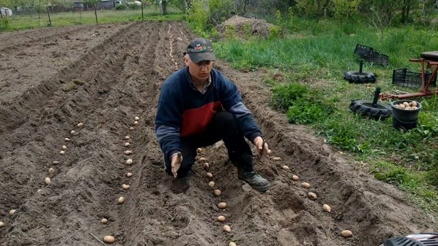 Этапы посадки картофеля лёгким мотокультиватором (и посева разных культур) смотреть онлайн