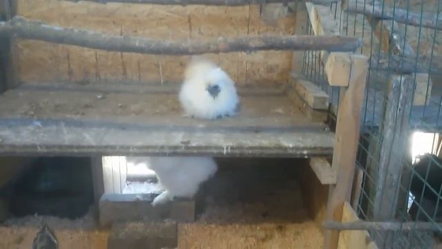 Китайские шелковые куры. Достоинства и недостатки. смотреть онлайн