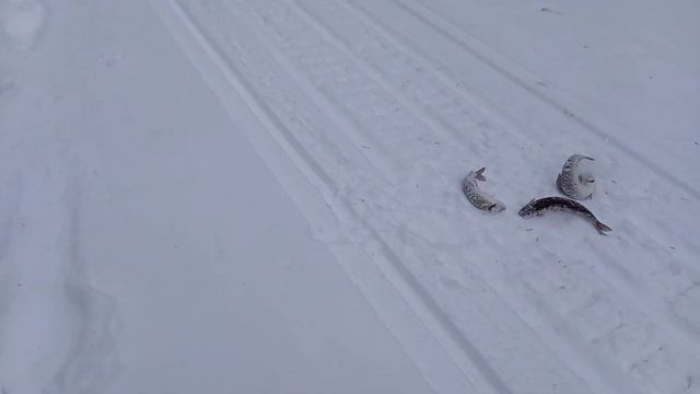 зимняя рыбалка хариуса в глухой тайге 5 дней с женой. Видели лося глухарей норку. смотреть онлайн