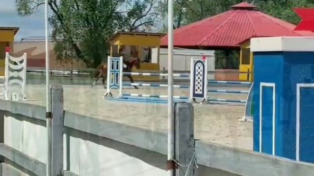 Немецкая кобыла элитных кровей 5 лет продажа лошадей в Беларуси конный рынок смотреть онлайн