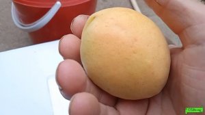 Абрикос Шалах, Астрахань 2022г.