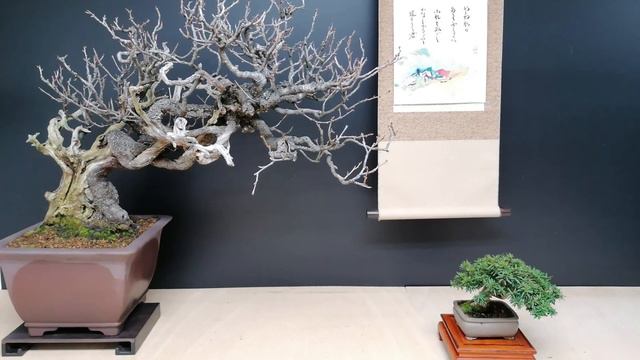 UBE Bonsai Online Competition 2021 have your vote, смотреть онлайн