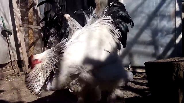 петухи светлой брамы смотреть онлайн