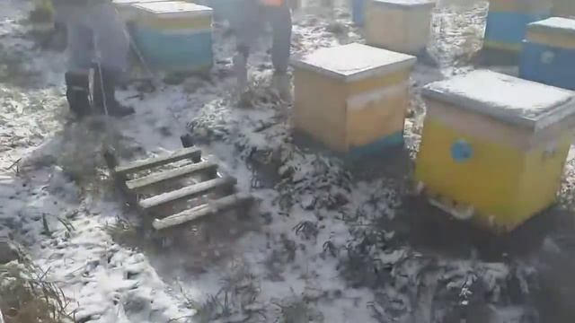 Зимовка пчёл | Поставили 25 пчелосемей в яму! Проверенный способ зимовки пчёл...? смотреть онлайн