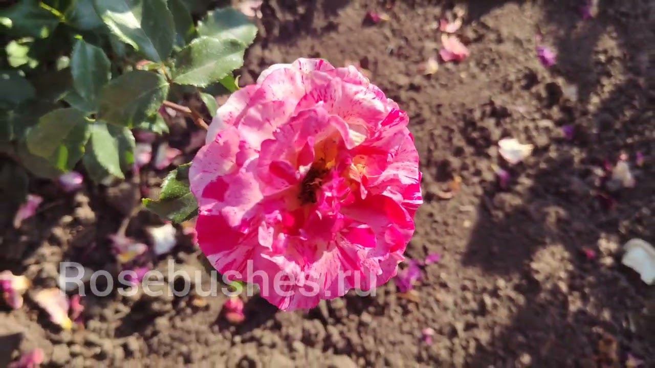 РОЗЫ С ОТЛИЧНЫМ ИММУНИТЕТОМ ДЛЯ ВАШИХ КЛУМБ♥️♥️♥️ rosebushes.ru смотреть онлайн