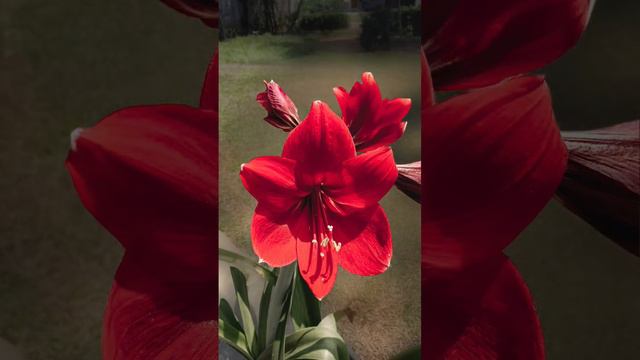 Before vs After #dphonephoto #photography #fyp #fotografi # #lightroom #nature #mobilephotography смотреть онлайн