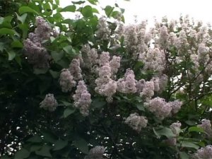 По Николаевке цветет черёмуха ансамбль «ВЕСЕЛУХА»