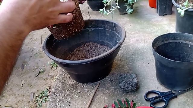 Peperomia Rubella, Replante E Dicas ? ?