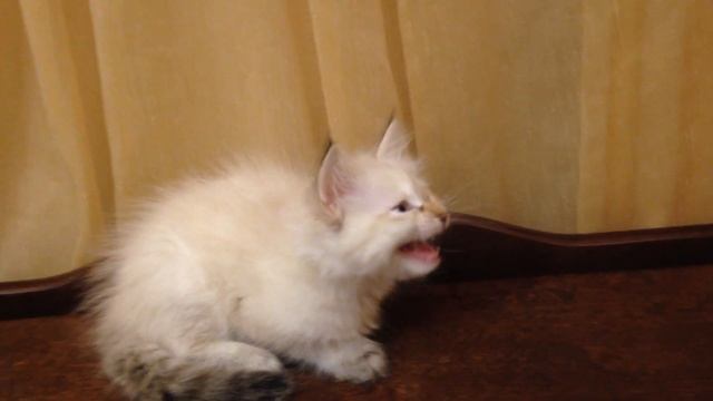 Холли-Долли Синее Озеро смотреть онлайн