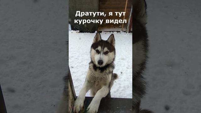 Хаски просит курочку. Кулинарный юмор? смотреть онлайн