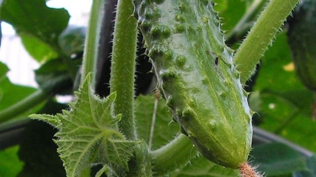 ЧТО ТВОРИТ ОГУРЕЦ. ДАЖЕ половина огурца вызывает НЕОБРАТИМЫЕ процесс в организме человека!?!?!? смотреть онлайн