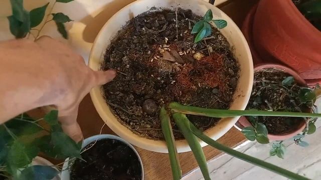 Инжир с ветки Зимой Дегустация :-)) 2.02.2022