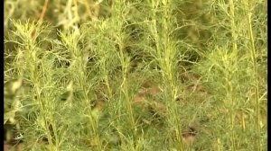 Божье дерево: описание и свойства