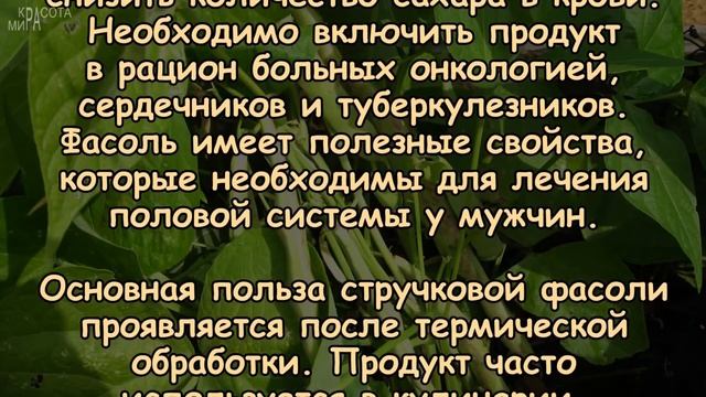 СТРУЧКОВАЯ ФАСОЛЬ. Какая польза для здоровья? смотреть онлайн