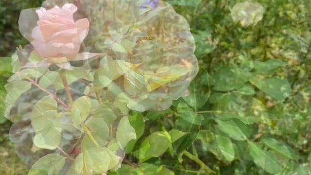 Роза Клер Ренесанс.Шраб . Poulsen 1997 смотреть онлайн