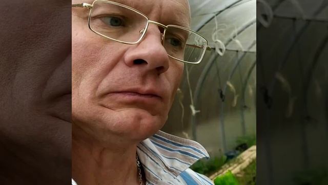 Острый перец