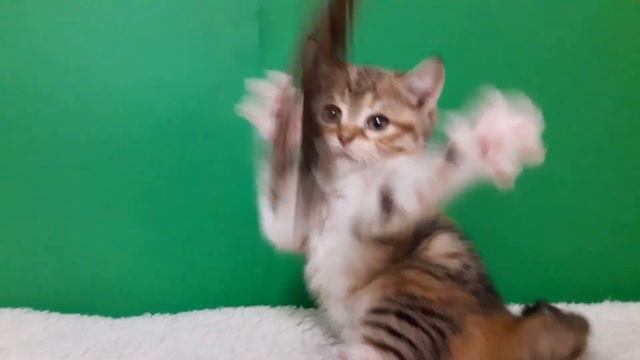 Пятнистая черепаха с белым. смотреть онлайн