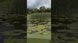 р.Теза Городской пляж лодка Кайман 300  болотоход мотор 7л.с.гибкий вал 3 чел.