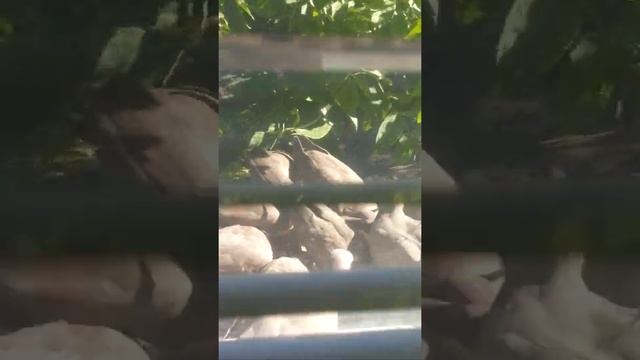 Малая горлица в городе. смотреть онлайн