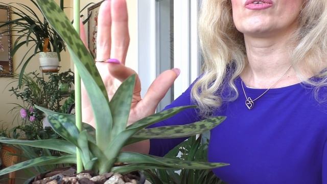 Орхидеи: Африканский закат - КРАСИВ, НЕПОКОРНЫЙ цимбидуим, БЛАГОДАРНЫЕ башмачки! смотреть онлайн