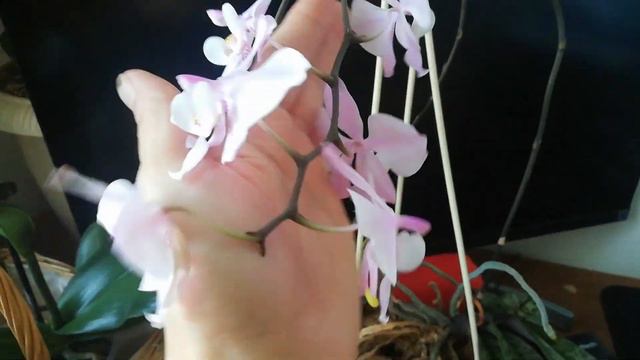 Орхидея Phal. schilleriana с гигантским цветоносом смотреть онлайн