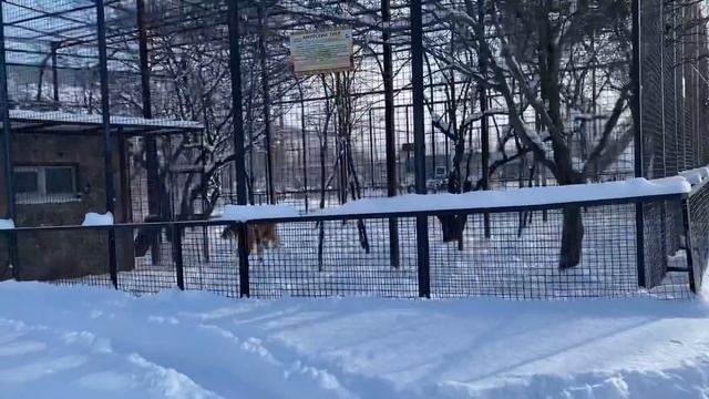 ЭКСТРЕМАЛЬНЫЙ СНЕГОПАД ! Как киперы кормят тигров ! смотреть онлайн