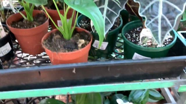 Plant Shopping With Me | Altra Nursery | Sydney | Rare Plant Shopping смотреть онлайн