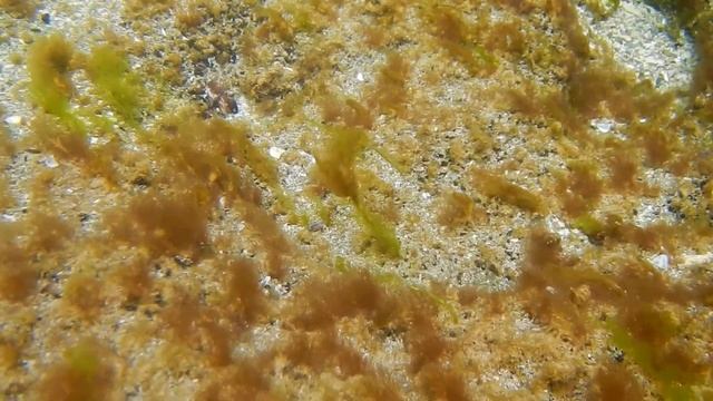 Бурые и зеленые водоросли в Каспии у Мангышлака смотреть онлайн