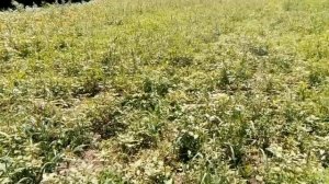 Сегментная косилка на мотоблок.